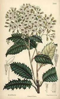 Zealand Prints: Olearia macrodonta, white flower native to New Zealand
