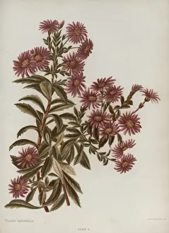 Olearia Semidentata