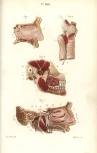 Leveille Prints: Olfactory and maxillary nerves