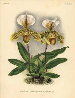 Cypripedium Collection: Olicaveum variety of Cypripedium Leeanum hybrid orchid