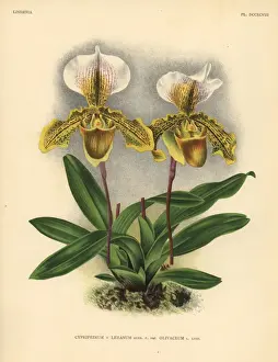 Hothouse Prints: Olicaveum variety of Cypripedium Leeanum hybrid orchid