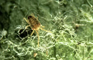 Araneae Gallery: Oligonychus ununguis, red spider mite