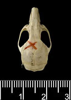 Commelinid Collection: Oligoryzomys victus, St. Vincent pygmy rice rat
