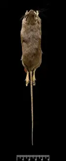 Oligoryzomys victus, St. Vincent pygmy rice rat