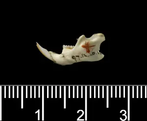 Oligoryzomys victus, St. Vincent pygmy rice rat