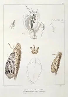 Gastropoda Prints: Oliva erythrostoma