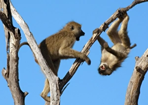 Anubis Gallery: Olive Baboons - Playing on a tree