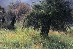 Olive grove, Thassos, Greece