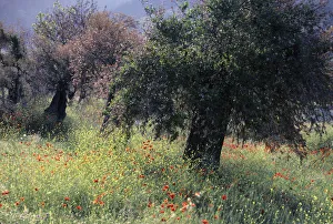 Impressionist Gallery: Olive grove, Thassos, Greece