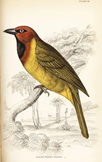 Naturalists Collection: Olive-naped weaver, Ploceus brachypterus