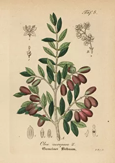 Mediinisch Pharmaceutischer Gallery: Olive, Olea europaea
