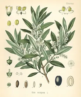 Olive, Olea europaea