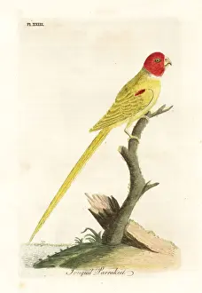 Parrakeet Prints: Olive-shouldered parrot, Aprosmictus jonquillaceus