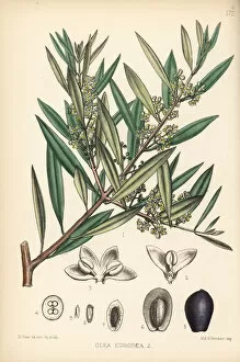 Olea Gallery: Olive tree, Olea europaea