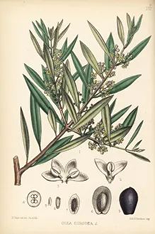 Olea Gallery: Olive tree, Olea europaea
