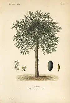 Olive tree, Olea europaea