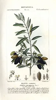 Olive tree, Olea europaea