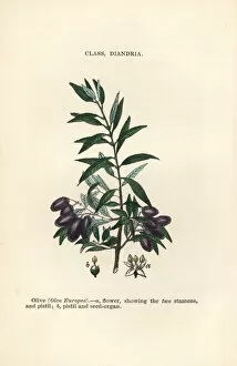 Botanist Collection: Olive tree, Olea europea