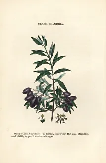 Olea Gallery: Olive tree, Olea europea