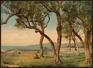 Mentone Prints: Olive trees, Mentone, Riviera
