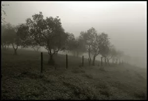 Images Dated 19th November 2013: Olive trees in the mist Tuscany