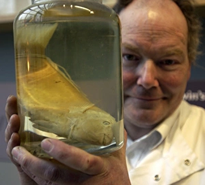 Oliver Crimmen with Pseudoscarus lepidus specimen Oliver Crimmen with Pseudoscarus lepidus specimen