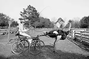 Oliver W. the famous trotting ostrich at Florida Ostrich Fa