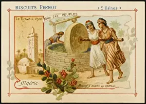 Olives from Algeria