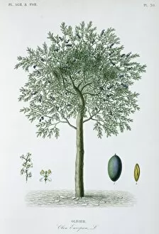 Olea Gallery: Olivier, olive tree