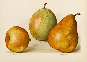 Beurre Prints: PEARS