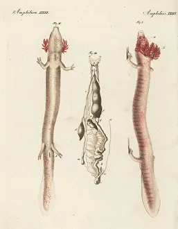 Carl Bertuch Prints: Olm or proteus, Proteus anguinus, vulnerable