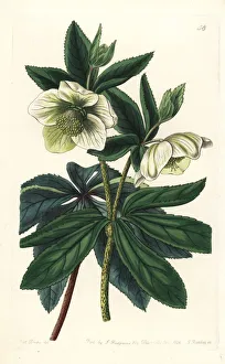 Olympian Gallery: Olympian hellebore, Helleborus olympicus