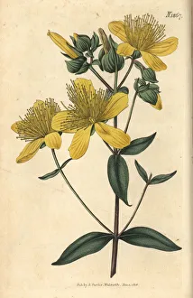 Olympian Gallery: Olympian St. Johns wort, Hypericum olympicum
