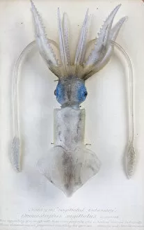 1857 1939 Collection: Ommastrephes sagittatus, squid