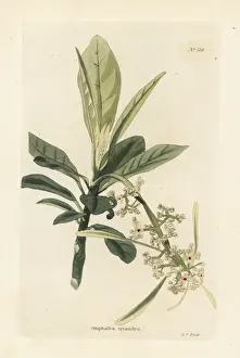 Omphalea triandra