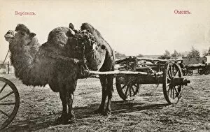 Images Dated 23rd February 2012: Omsk, Russa - A Camel cart