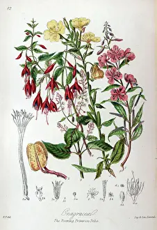 Onagraceae - Evening Primrose