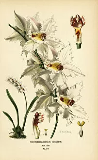 Herincq Gallery: Oncidium alexandrae orchid