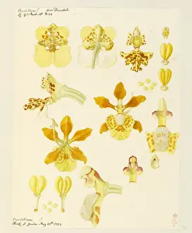 1834 Prints: Oncidium ampliatum, O. sphegiferum
