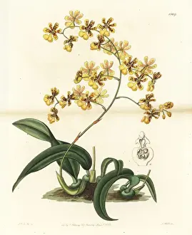 Swatts Prints: Oncidium auricula orchid