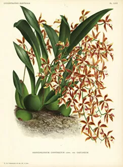 Pannemaeker Collection: Oncidium constrictum orchid