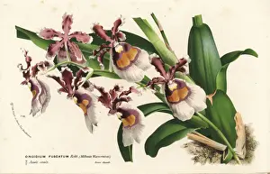 Oncidium fuscatum orchid