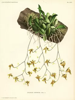 Pieter Collection: Oncidium orthotis orchid