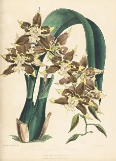 Colombia Prints: Oncidium tripudians orchid, native to Colombia