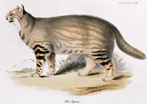 Felis Prints: Oncifelis colocolo, pampas cat