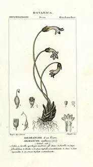 Needle Gallery: One-flowered broomrape, Orobanche uniflora