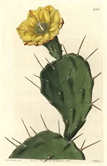 One-spined opuntia or drooping prickly pear