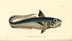 Onion Prints: Onion-eye grenadier fish, Macrourus berglax