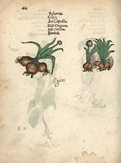 Allium Gallery: Onions, Allium cepa