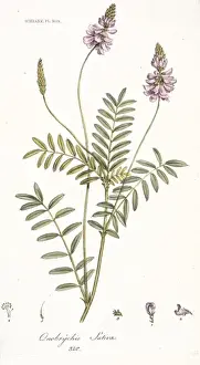 Fabaceae Prints: Onobrychis sativa, sainfoin seed
